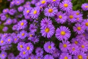 So, What the Hell is 'Aster' Anyway?: The Crypto, the Flower, and the SEO Mess