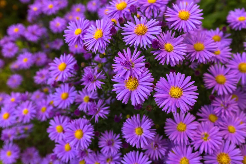 So, What the Hell is 'Aster' Anyway?: The Crypto, the Flower, and the SEO Mess