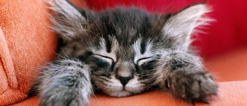 Caterpillar's (CAT) Stock Surge: What the Data Reveals About the Rally