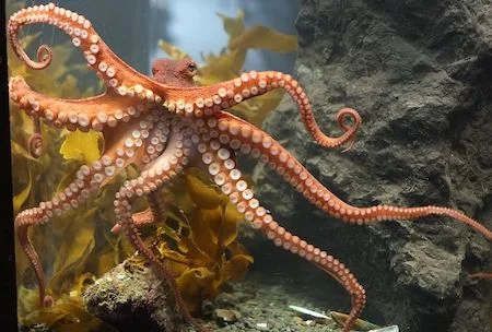 Octopus Energy: What It Is, How Kraken Works, and What the Reviews Really Mean